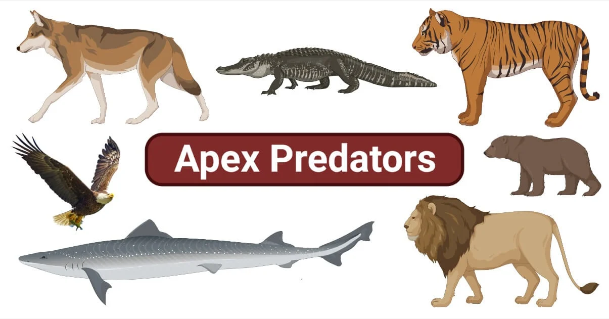 Apex Predators in Ecosystem