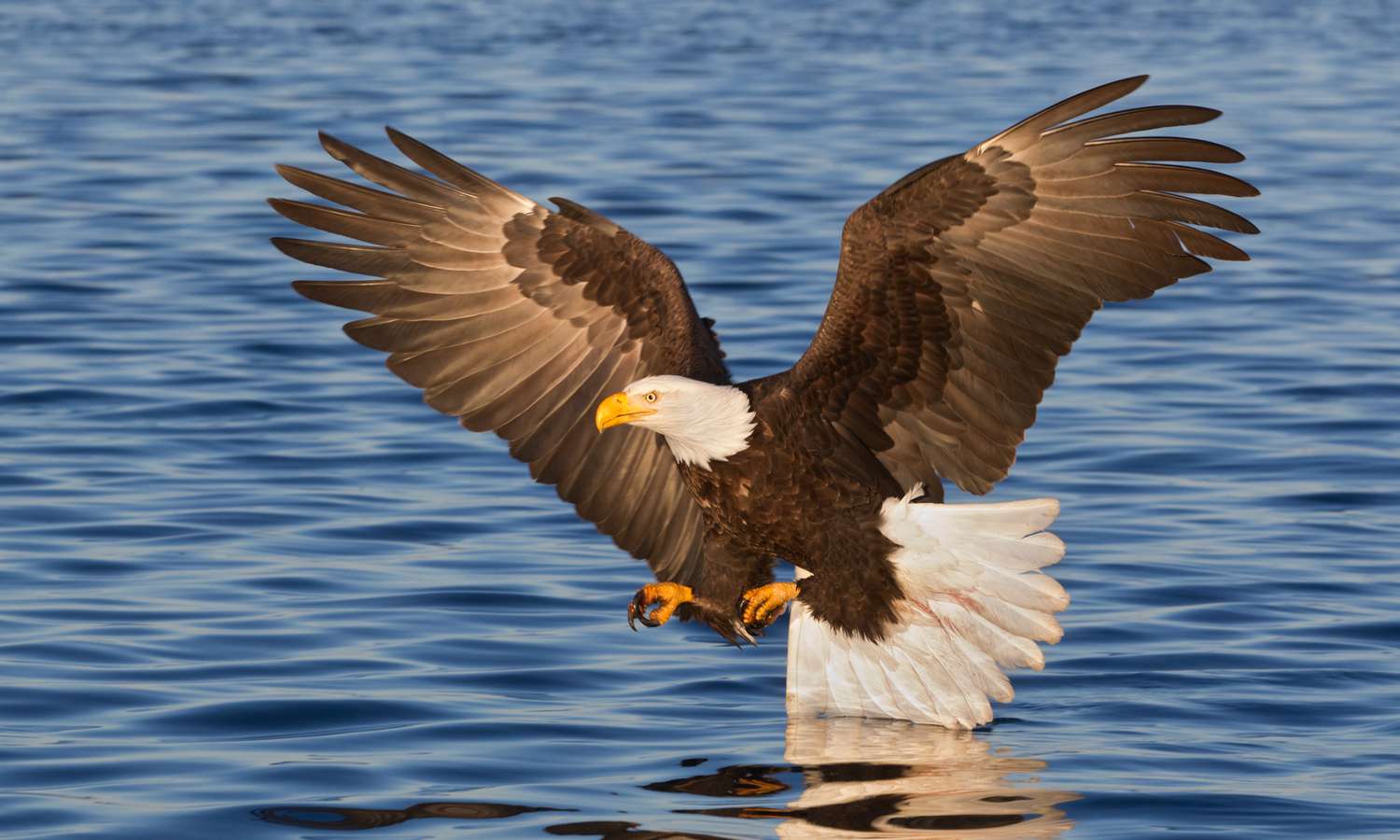 The Majestic Bald Eagle: Symbol of Strength and Resilience
